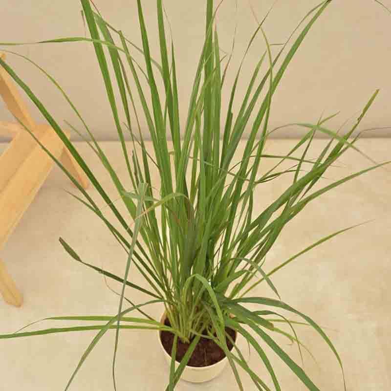 Buy Ugaoo Lemon Grass Plant Live Plants from Vaaree