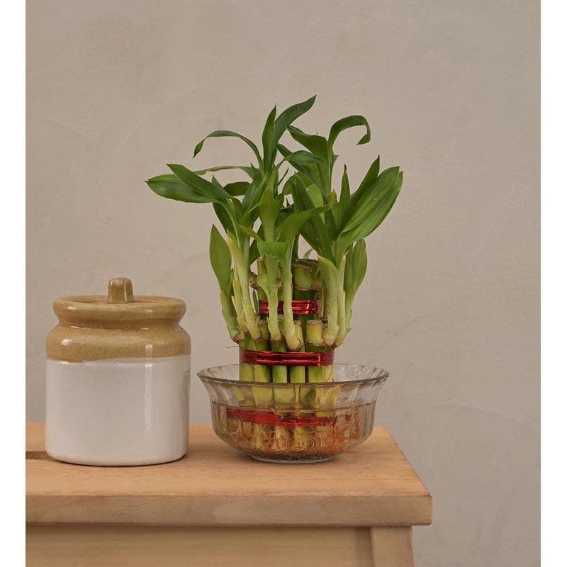 Buy Ugaoo Lucky Bamboo Plant - 2 Layer Live Plants from Vaaree