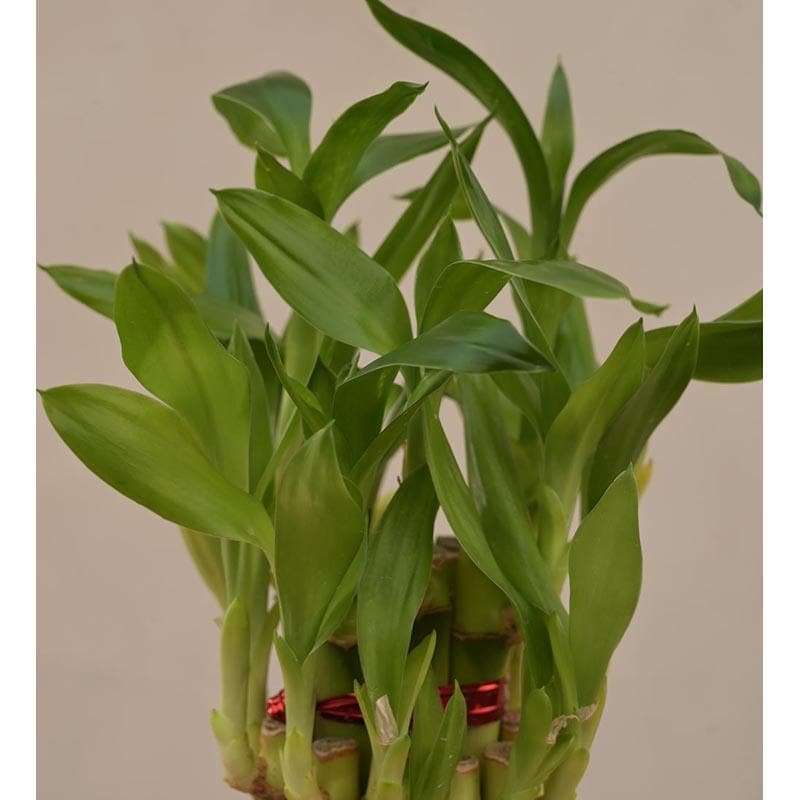 Buy Ugaoo Lucky Bamboo Plant - 2 Layer Live Plants from Vaaree