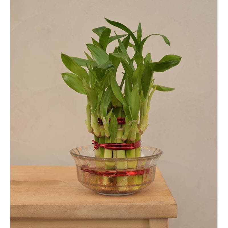 Buy Ugaoo Lucky Bamboo Plant - 2 Layer Live Plants from Vaaree