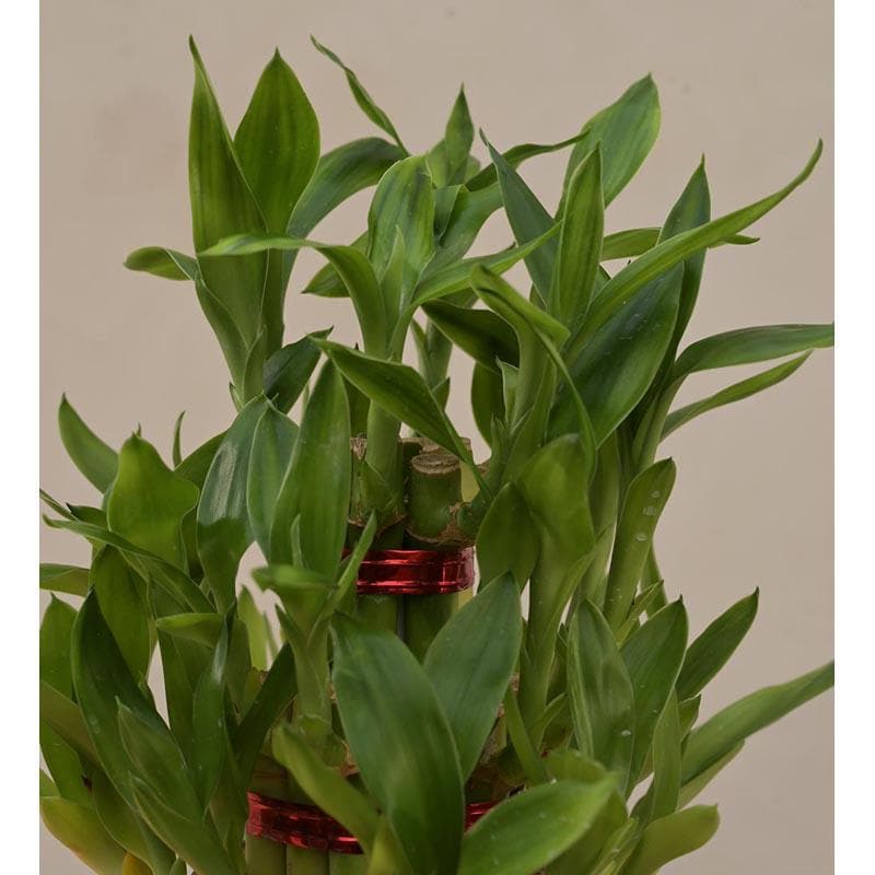 Buy Live Plants - Ugaoo Lucky Bamboo Plant - 3 Layer at Vaaree online