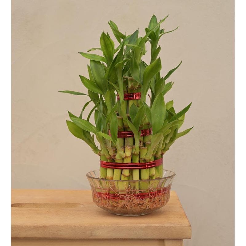Buy Live Plants - Ugaoo Lucky Bamboo Plant - 3 Layer at Vaaree online