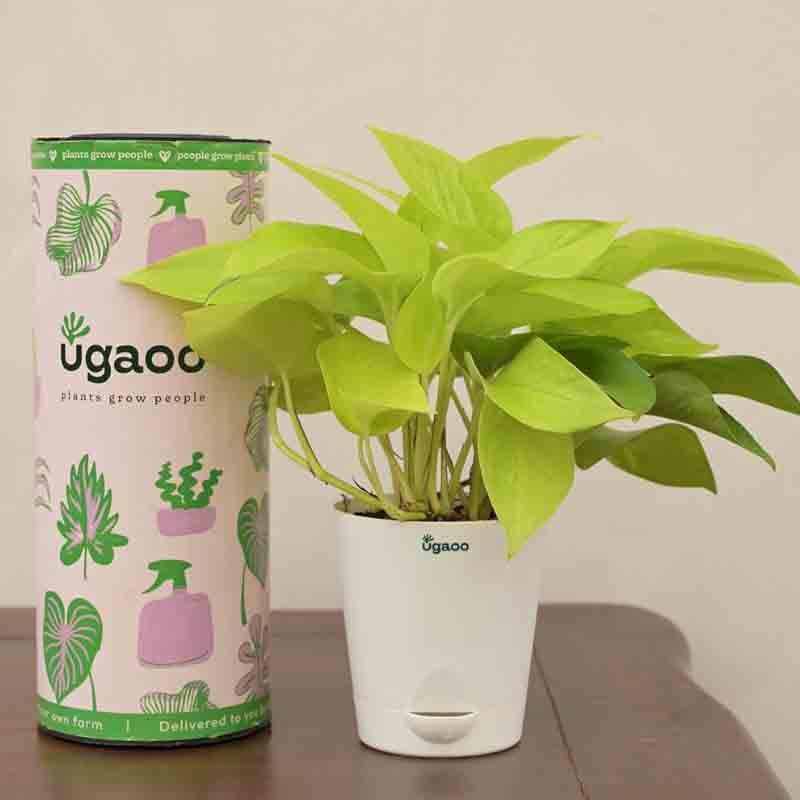 Buy Ugaoo Money Plant Golden Live Plants from Vaaree