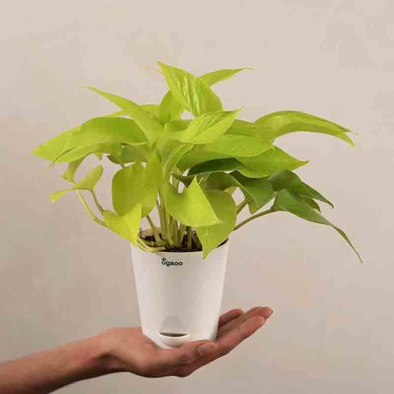 Buy Ugaoo Money Plant Golden Live Plants from Vaaree