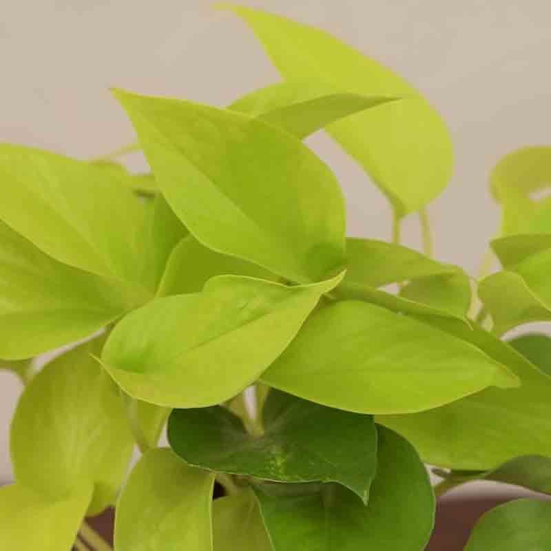 Buy Ugaoo Money Plant Golden Live Plants from Vaaree