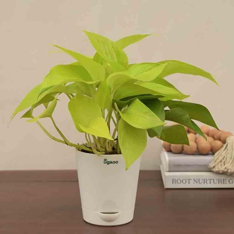 Buy Ugaoo Money Plant Golden Live Plants from Vaaree