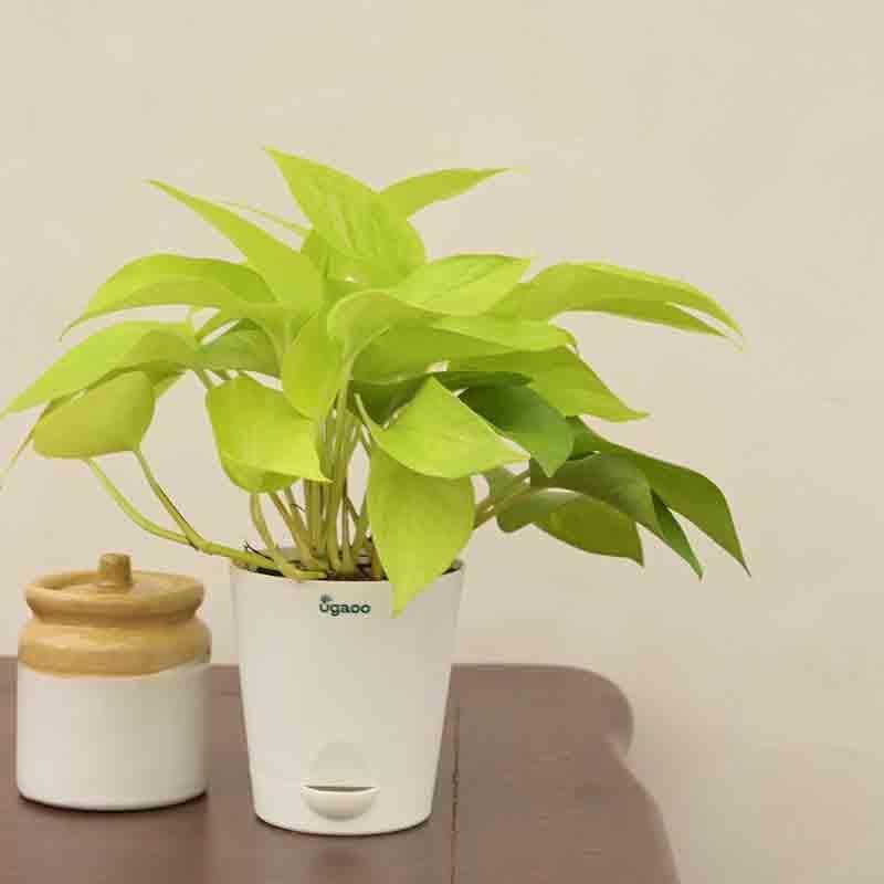 Buy Ugaoo Money Plant Golden Live Plants from Vaaree