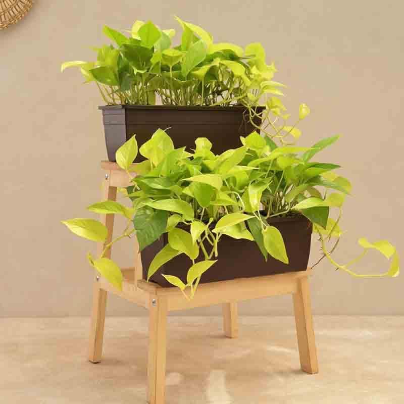 Buy Ugaoo Money Plant Golden Plant - Set of 2 Live Plants from Vaaree