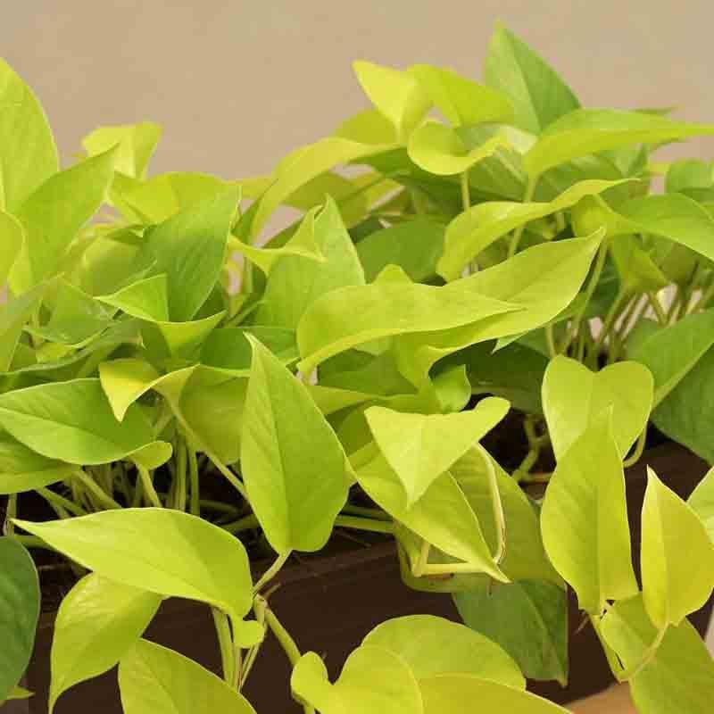 Buy Ugaoo Money Plant Golden Plant - Set of 2 Live Plants from Vaaree