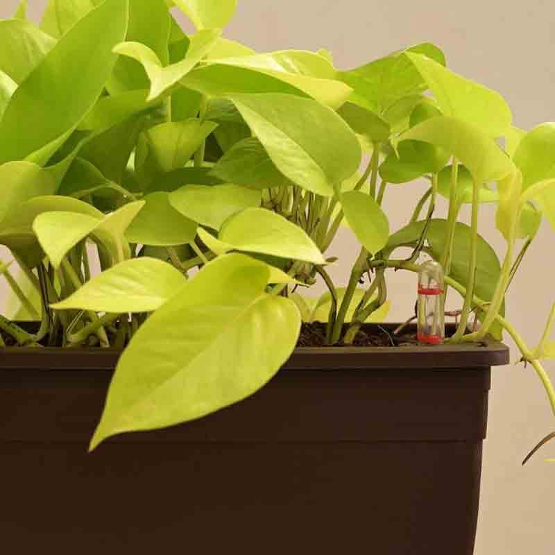 Buy Ugaoo Money Plant Golden Plant - Set of 2 Live Plants from Vaaree