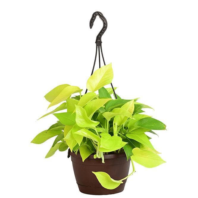 Buy Ugaoo Money Plant Golden With Hanging Pot Live Plants from Vaaree