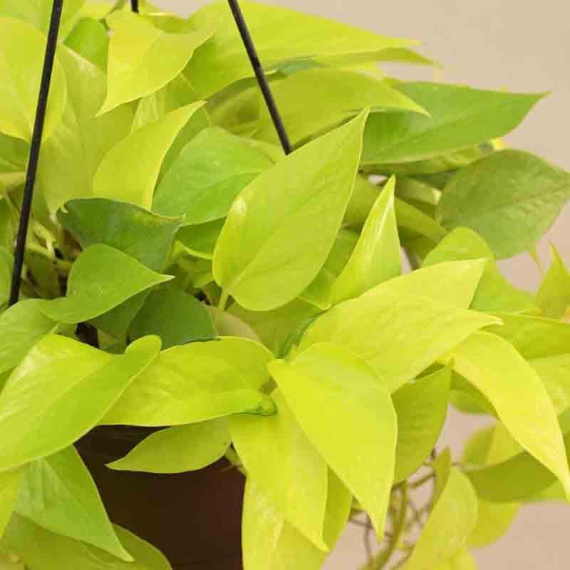 Buy Ugaoo Money Plant Golden With Hanging Pot Live Plants from Vaaree