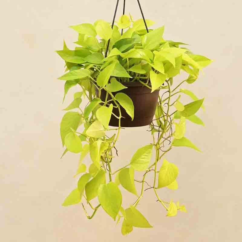 Buy Ugaoo Money Plant Golden With Hanging Pot Live Plants from Vaaree