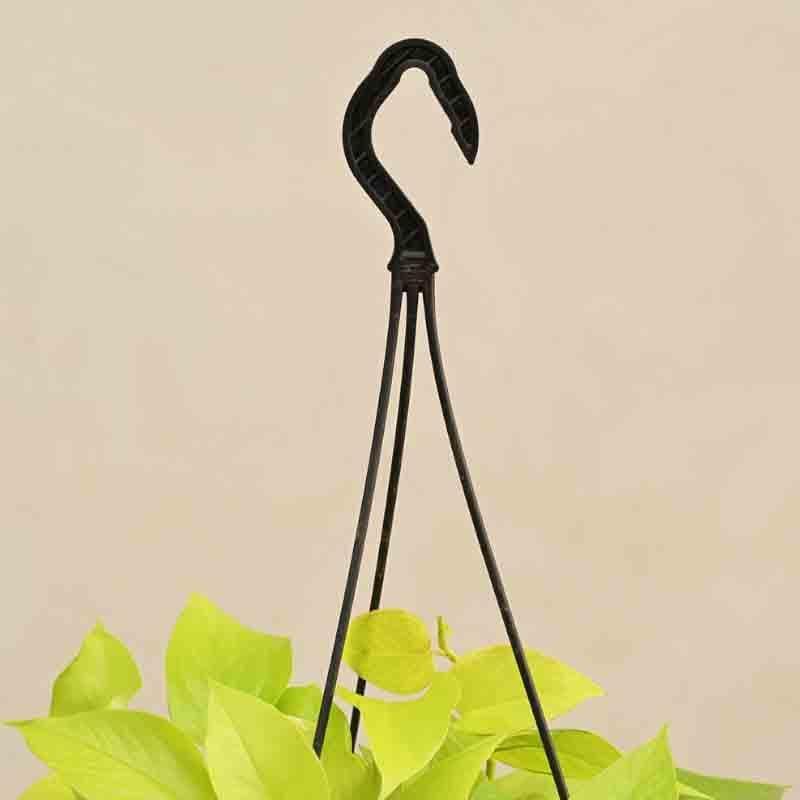 Buy Ugaoo Money Plant Golden With Hanging Pot Live Plants from Vaaree