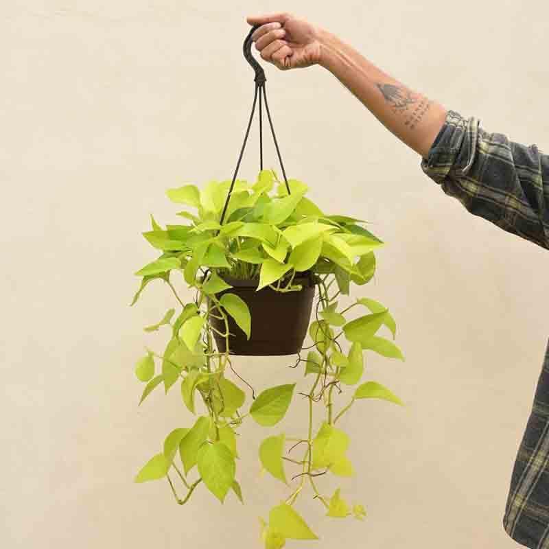 Buy Ugaoo Money Plant Golden With Hanging Pot Live Plants from Vaaree