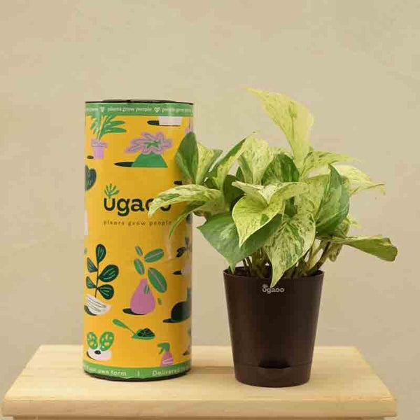 Buy Ugaoo Money Plant Marble Live Plants from Vaaree