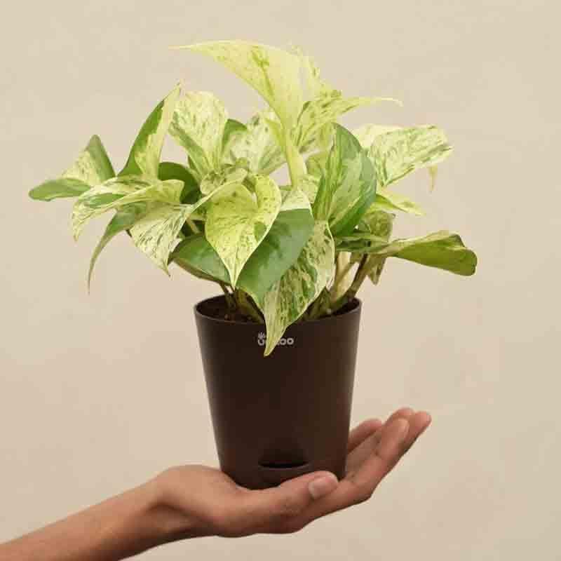 Buy Ugaoo Money Plant Marble Live Plants from Vaaree