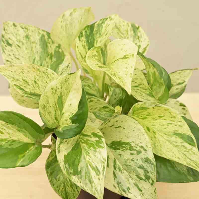 Buy Ugaoo Money Plant Marble Live Plants from Vaaree