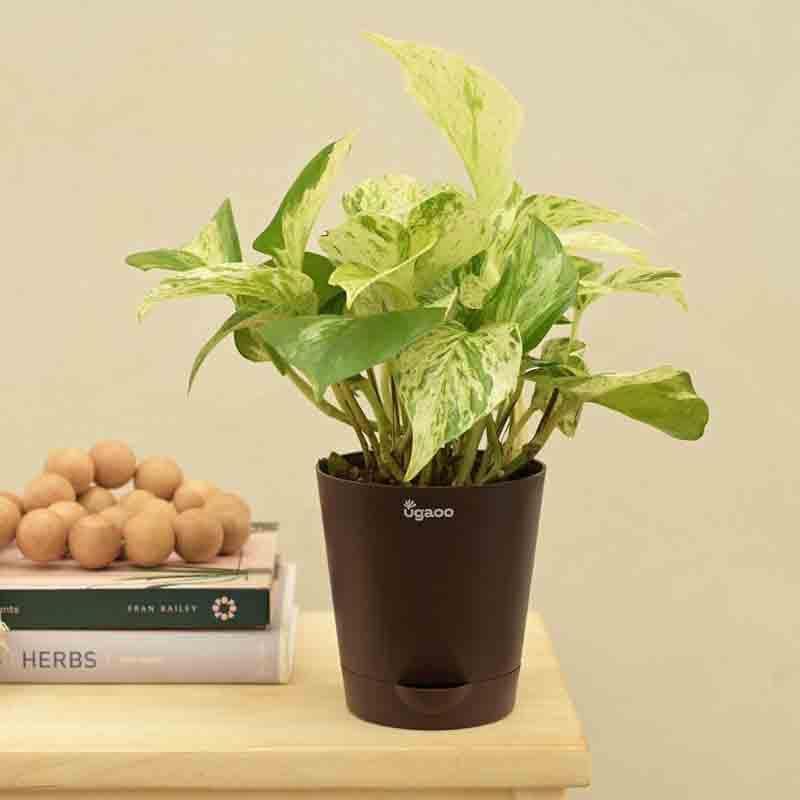 Buy Ugaoo Money Plant Marble Live Plants from Vaaree