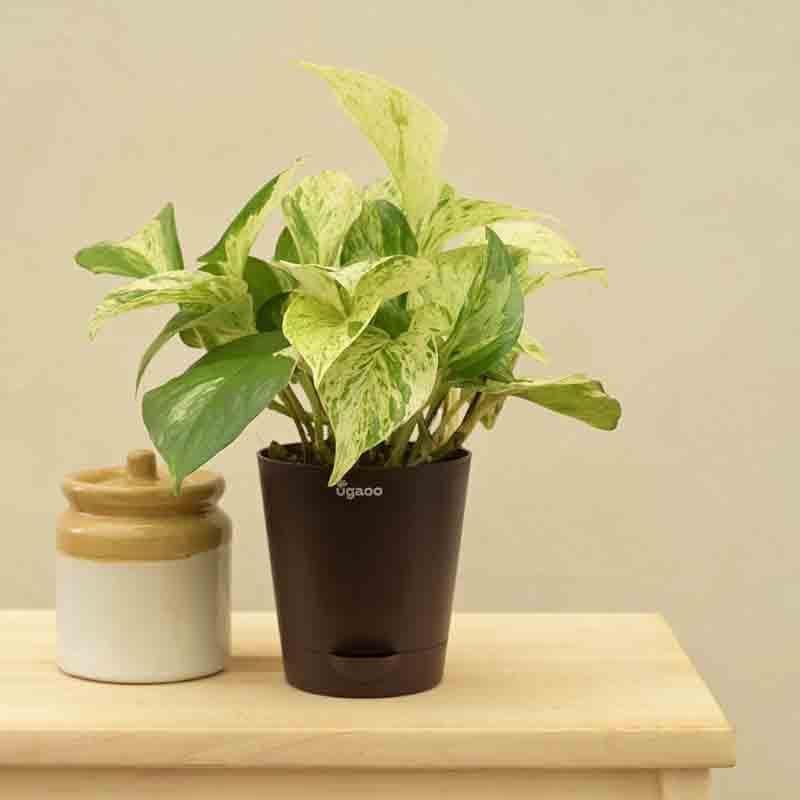 Buy Ugaoo Money Plant Marble Live Plants from Vaaree