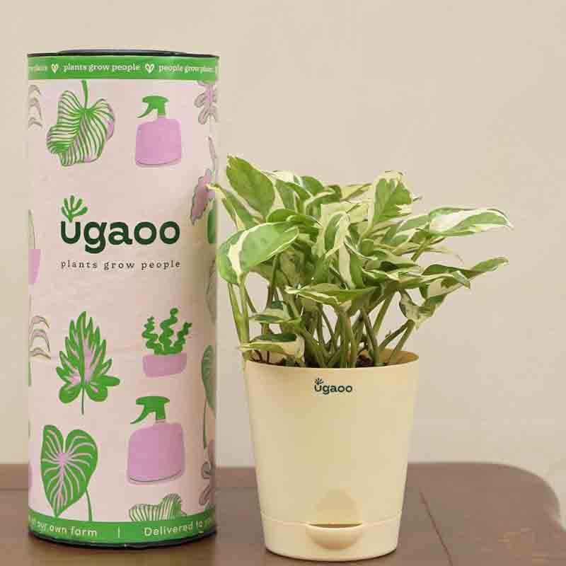 Buy Ugaoo Money Plant N'Joy Live Plants from Vaaree