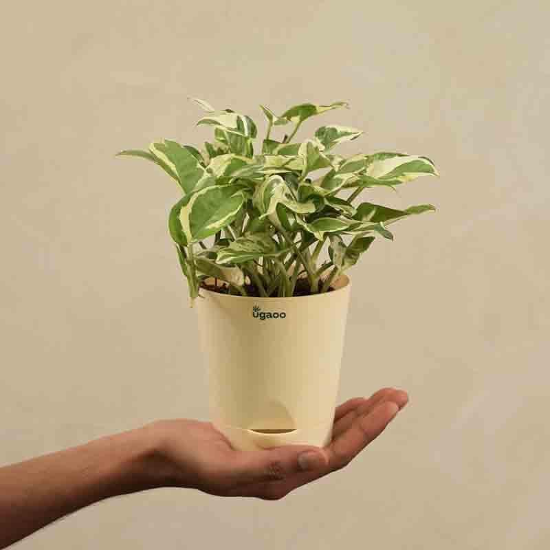 Buy Ugaoo Money Plant N'Joy Live Plants from Vaaree