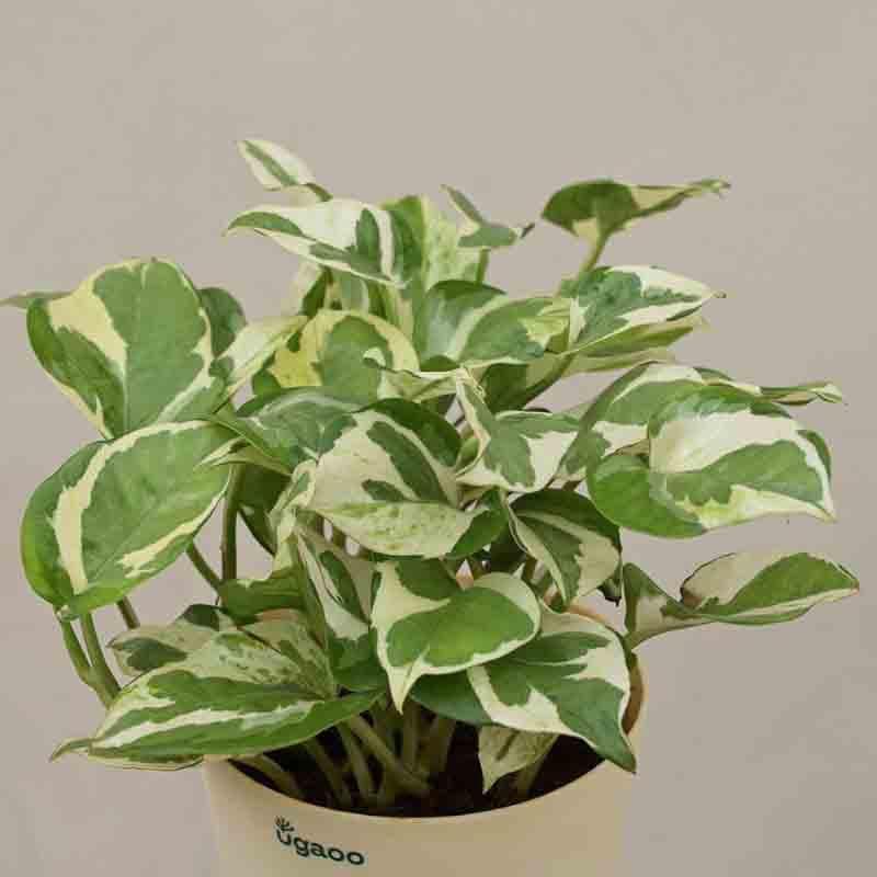 Buy Ugaoo Money Plant N'Joy Live Plants from Vaaree