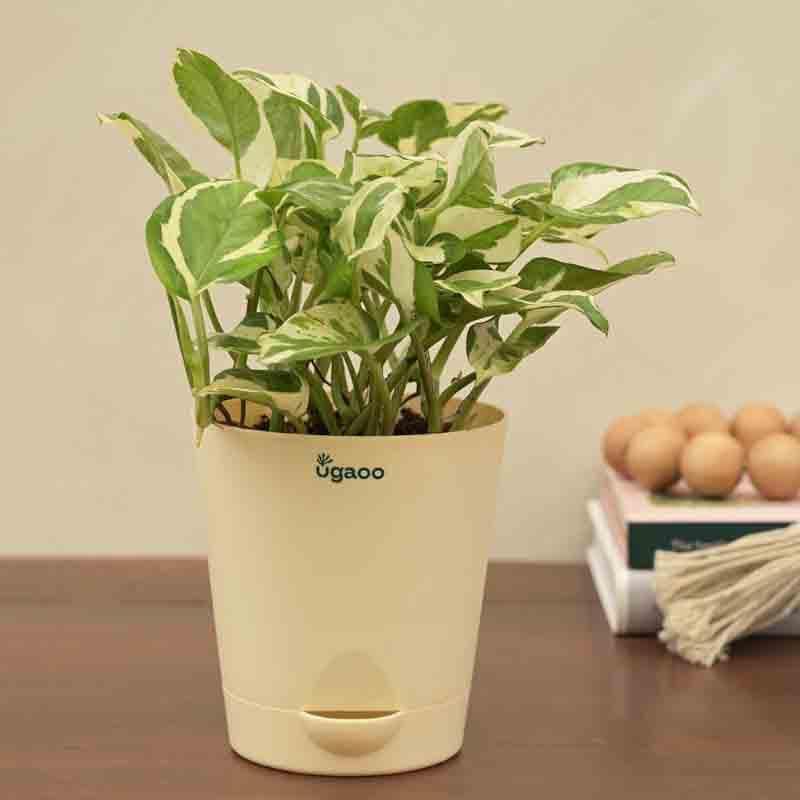 Buy Ugaoo Money Plant N'Joy Live Plants from Vaaree