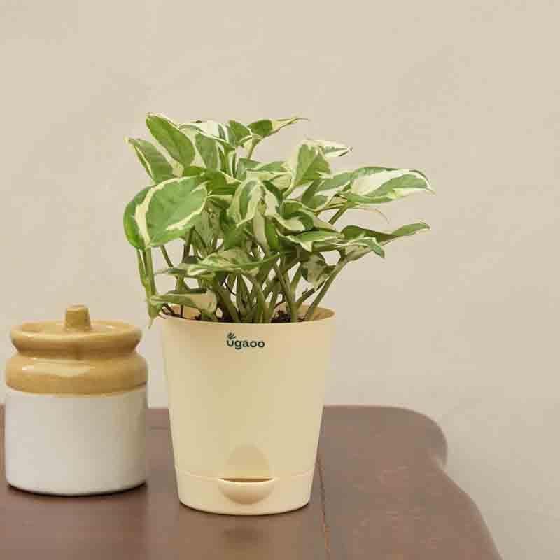 Buy Ugaoo Money Plant N'Joy Live Plants from Vaaree