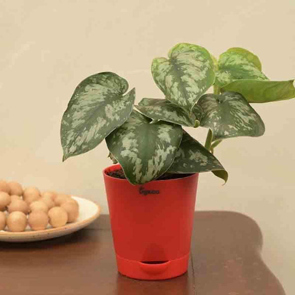 Buy Live Plants - Ugaoo Money Plant Satin at Vaaree online