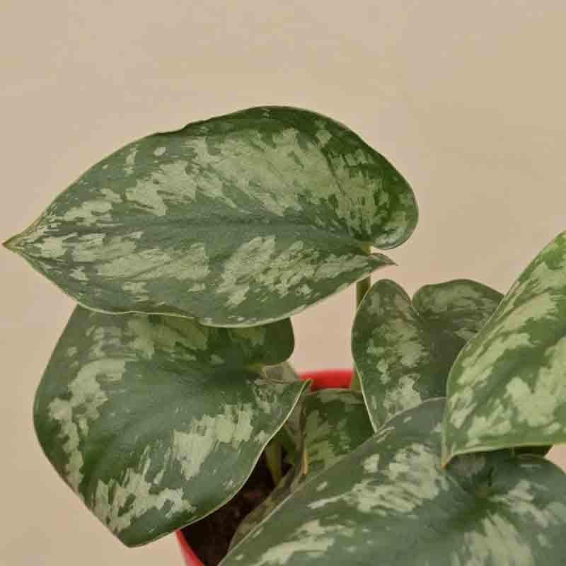 Buy Ugaoo Money Plant Satin Live Plants from Vaaree