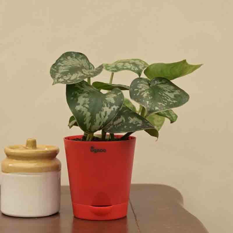 Buy Ugaoo Money Plant Satin Live Plants from Vaaree