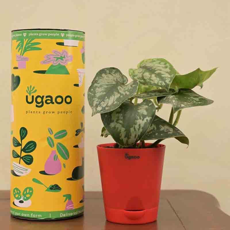 Buy Ugaoo Money Plant Satin Live Plants from Vaaree