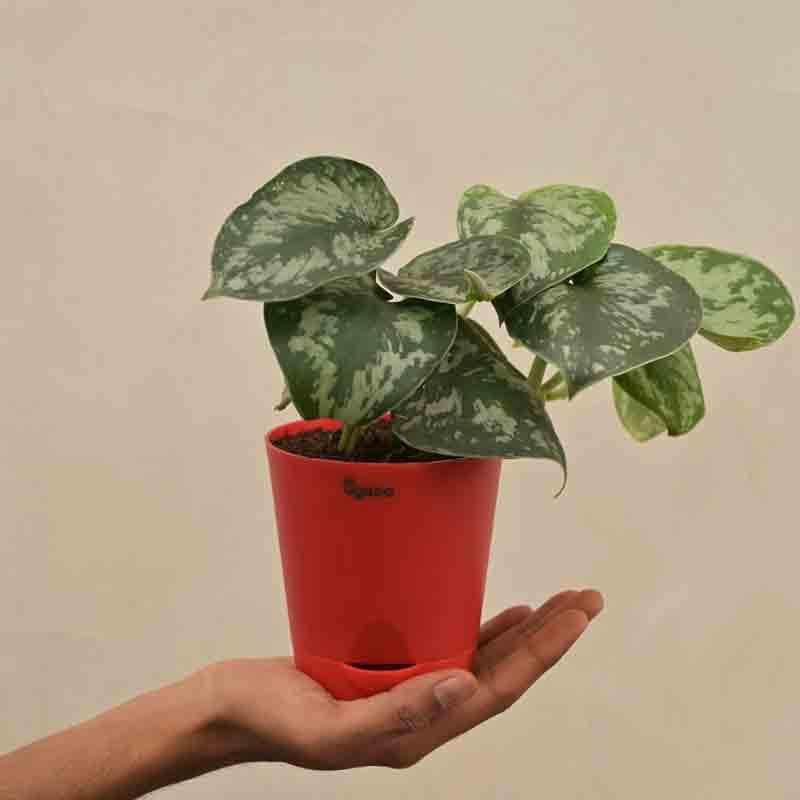 Buy Ugaoo Money Plant Satin Live Plants from Vaaree