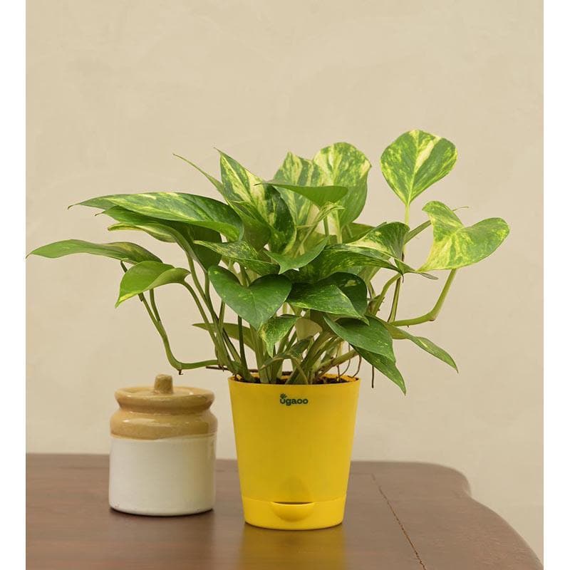 Buy Ugaoo Money Plant Variegated Live Plants from Vaaree