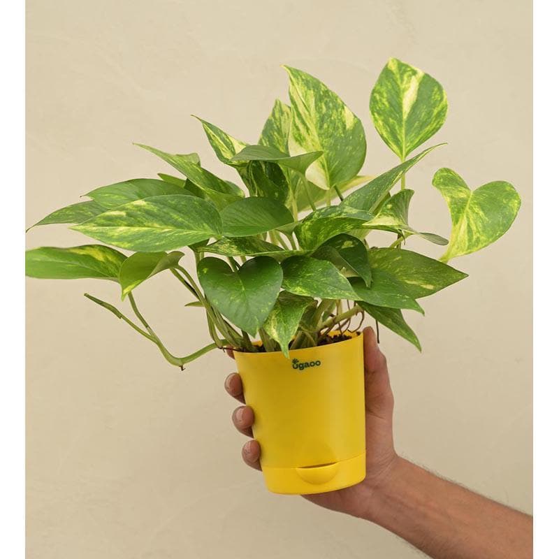 Buy Ugaoo Money Plant Variegated Live Plants from Vaaree