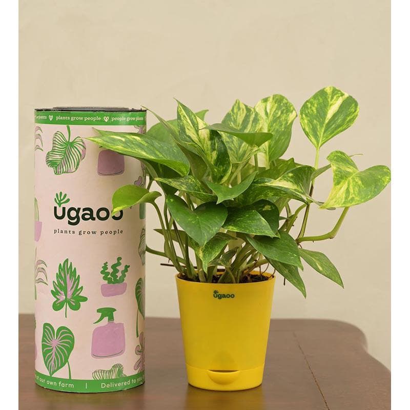 Buy Ugaoo Money Plant Variegated Live Plants from Vaaree