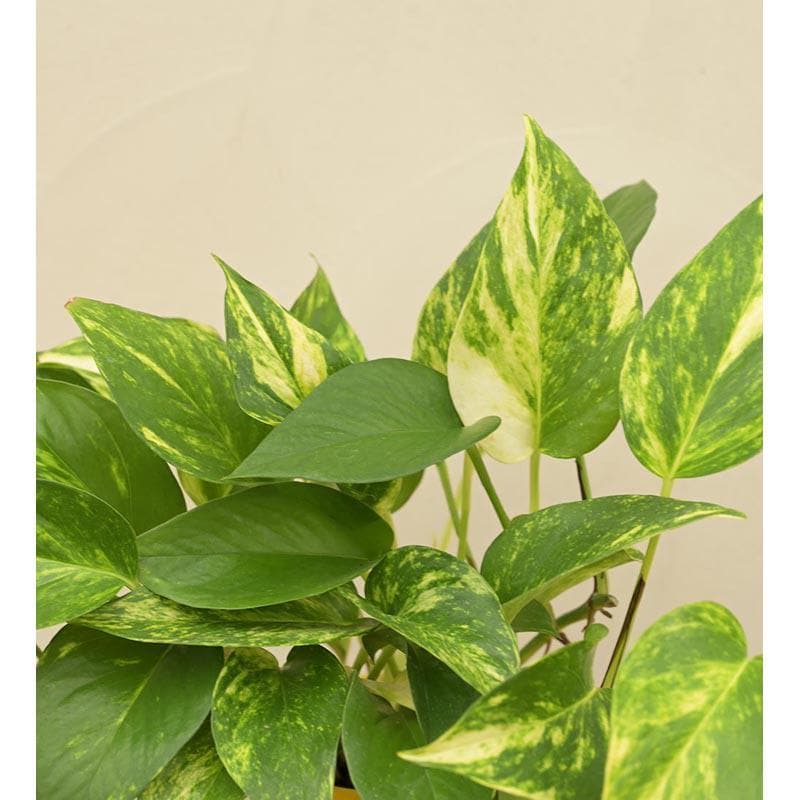 Buy Ugaoo Money Plant Variegated Live Plants from Vaaree