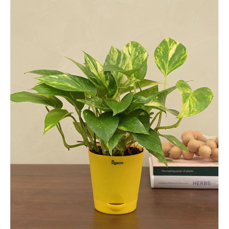 Buy Ugaoo Money Plant Variegated Live Plants from Vaaree