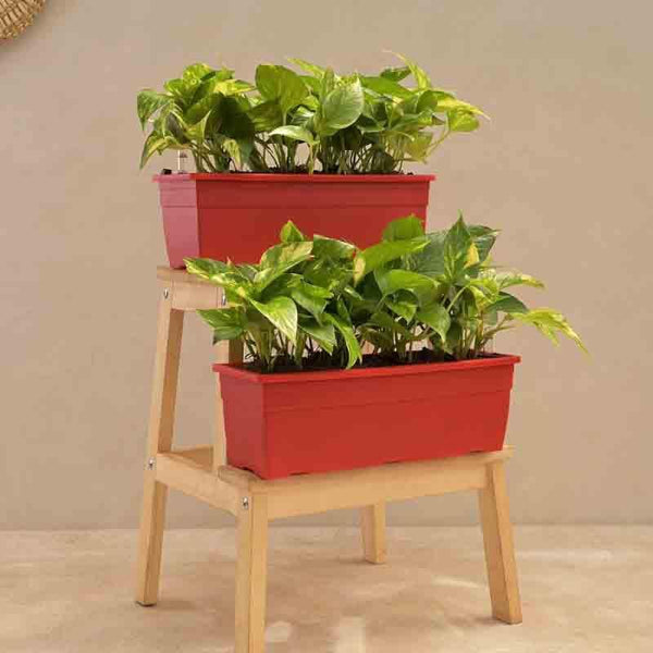 Buy Ugaoo Money Plant Variegated - Set of 2 Live Plants from Vaaree