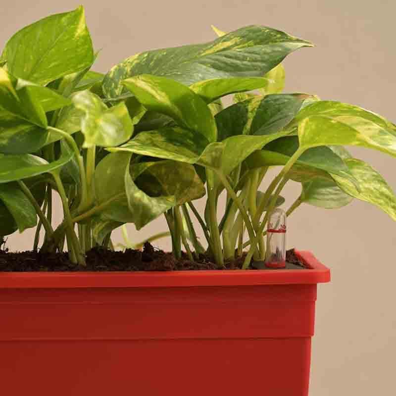 Buy Ugaoo Money Plant Variegated - Set of 2 Live Plants from Vaaree