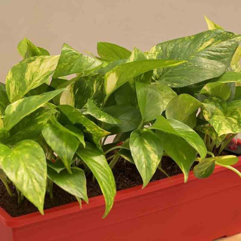 Buy Ugaoo Money Plant Variegated - Set of 2 Live Plants from Vaaree