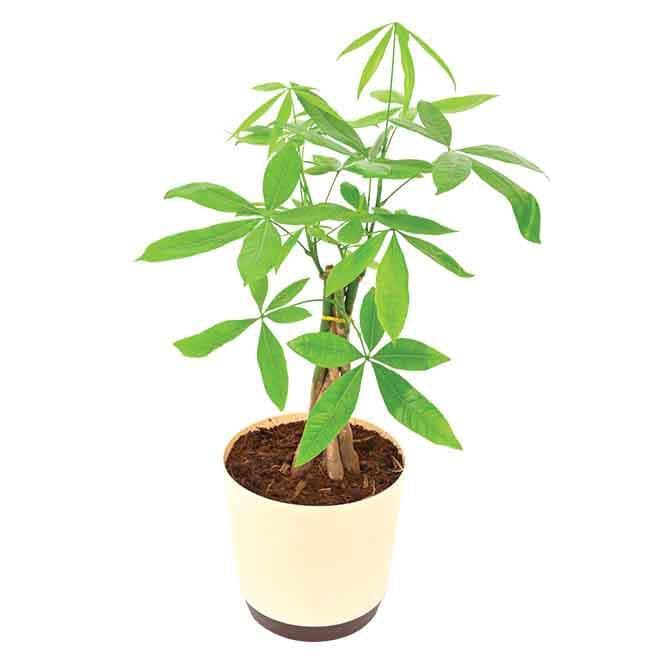 Buy Ugaoo Money Tree Live Plants from Vaaree