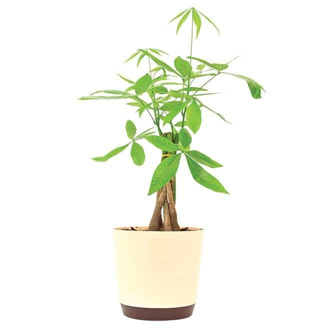 Buy Ugaoo Money Tree Live Plants from Vaaree