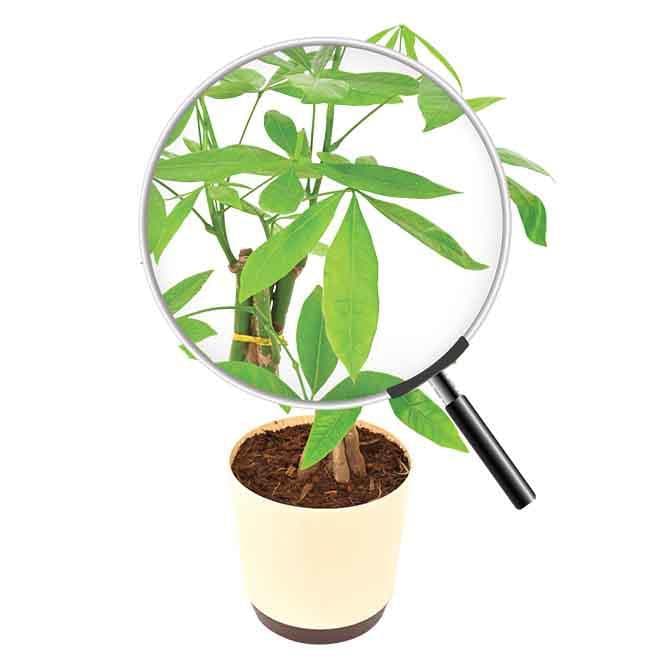 Buy Ugaoo Money Tree Live Plants from Vaaree