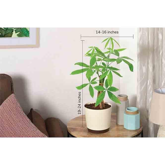 Buy Ugaoo Money Tree Live Plants from Vaaree