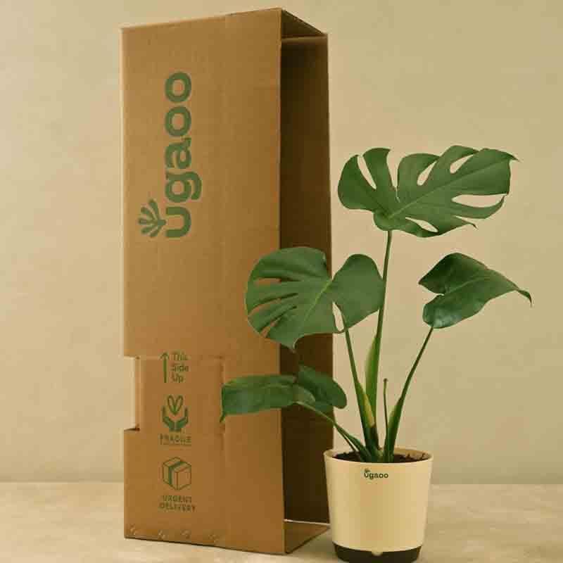 Buy Live Plants - Ugaoo Monstera Deliciosa Plant at Vaaree online