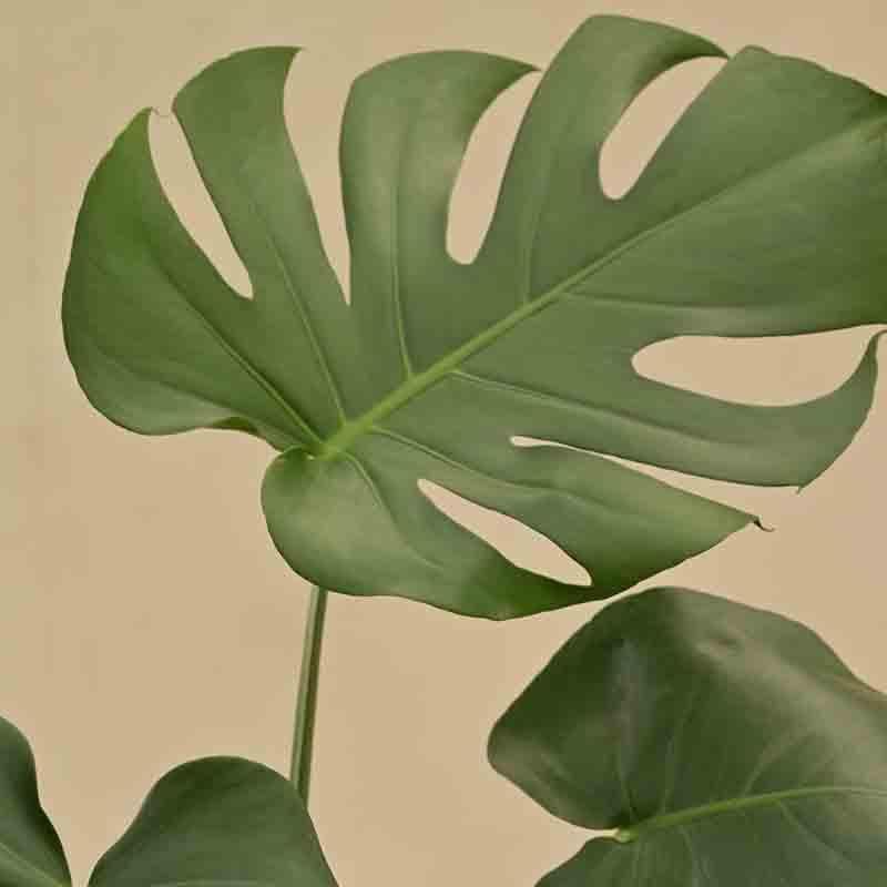 Buy Live Plants - Ugaoo Monstera Deliciosa Plant at Vaaree online