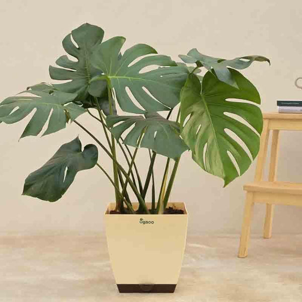 Buy Ugaoo Monstera Deliciosa Plant - XL Live Plants from Vaaree