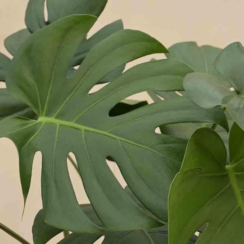 Buy Ugaoo Monstera Deliciosa Plant - XL Live Plants from Vaaree